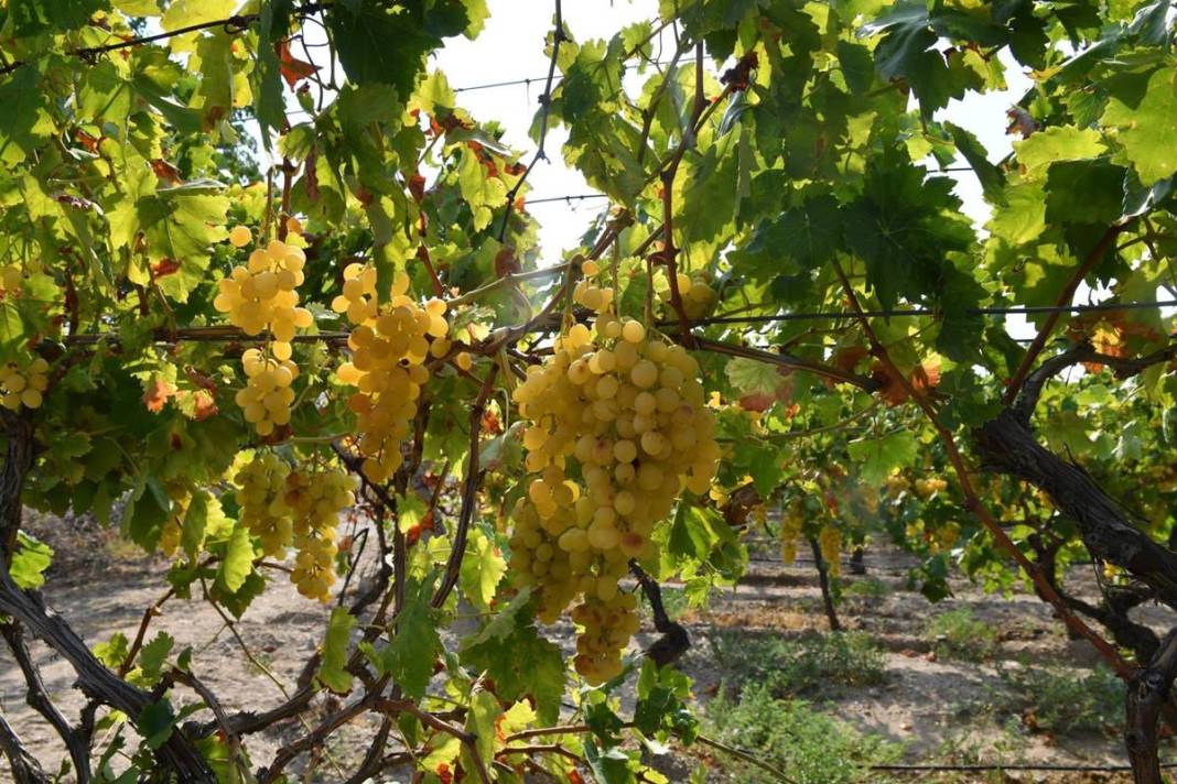 O kentte üzüm bereketi yaşanıyor: Hedef 250 bin ton! Avrupa ve Körfez ülkelerine gönderiliyor 10